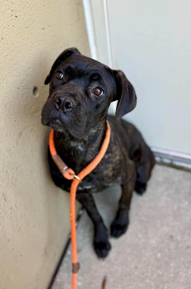 Enlarge Gabriella, a Adoptable Cane Corso in Oswego, IL image 1/3