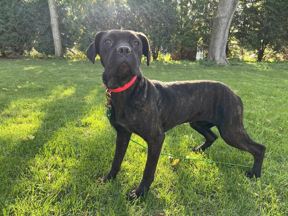 Enlarge Gabriella, a Adoptable Cane Corso in Oswego, IL image 2/3