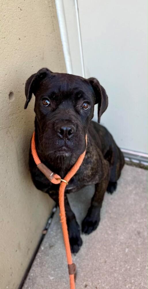 Enlarge Gabriella, a Adoptable Cane Corso in Oswego, IL image 3/3