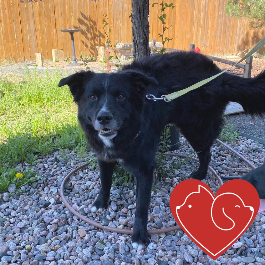 Apollo, Adoptable, Adult Male Australian Shepherd & Mixed Breed.