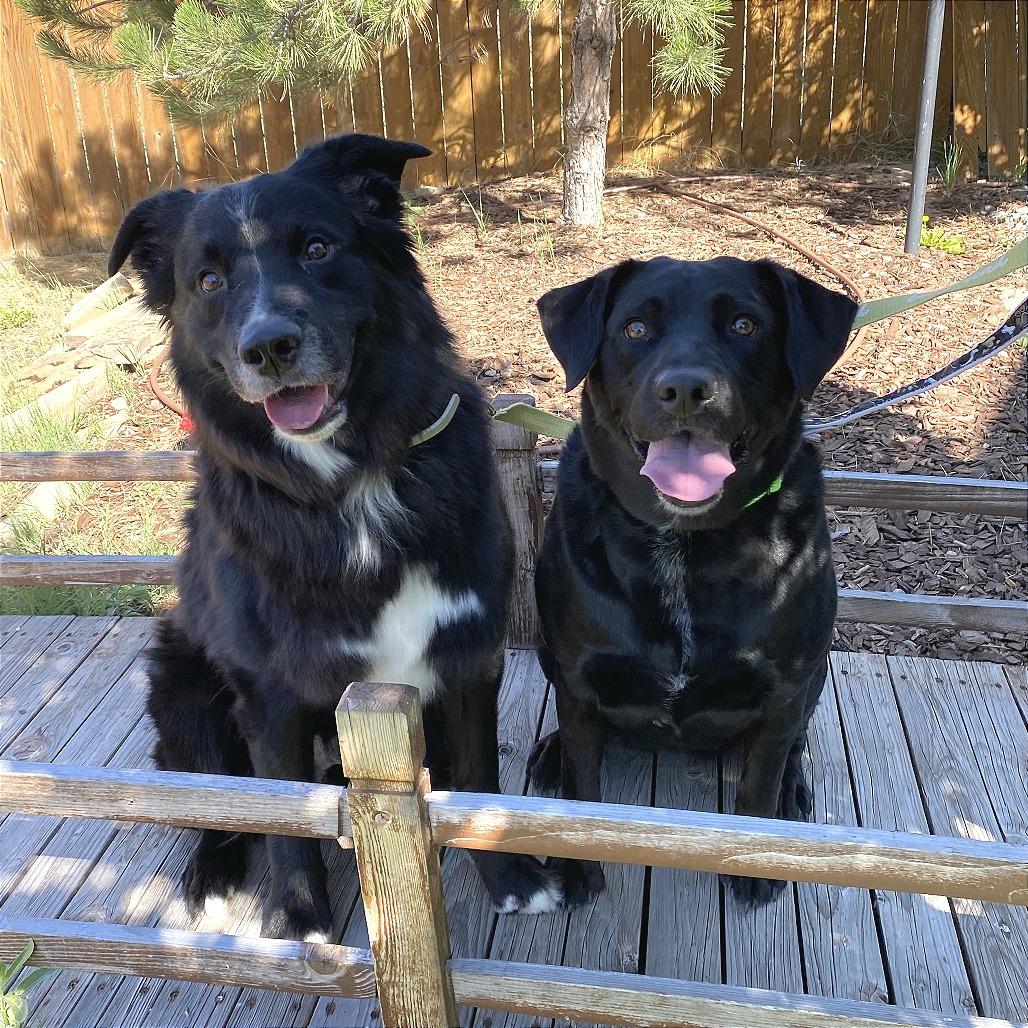 Apollo, a Adoptable mixed breed in Cheyenne, WY image 2/5