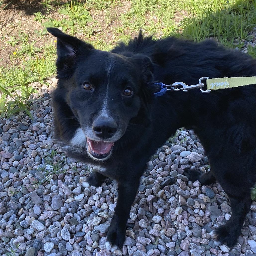 Apollo, a Adoptable mixed breed in Cheyenne, WY image 3/5