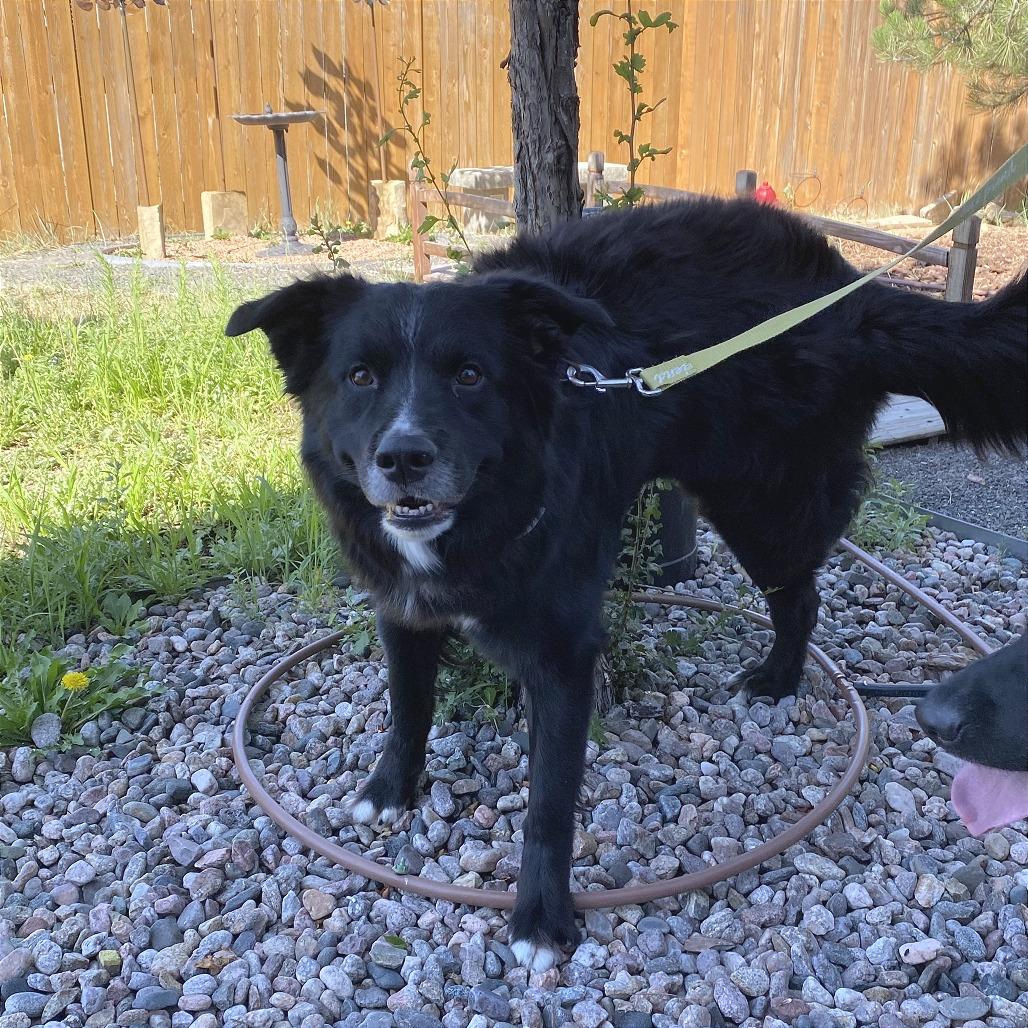 Apollo, a Adoptable mixed breed in Cheyenne, WY image 4/5
