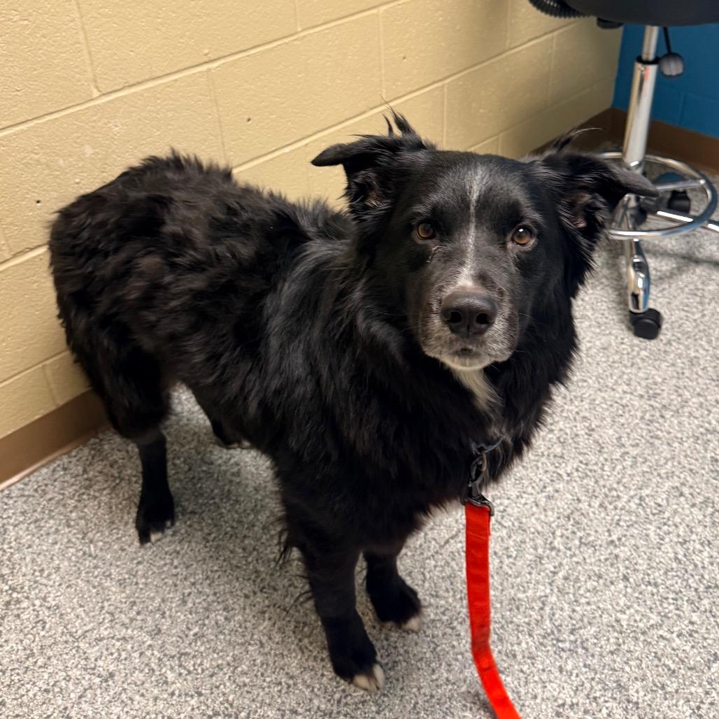 Apollo, a Adoptable mixed breed in Cheyenne, WY image 5/5