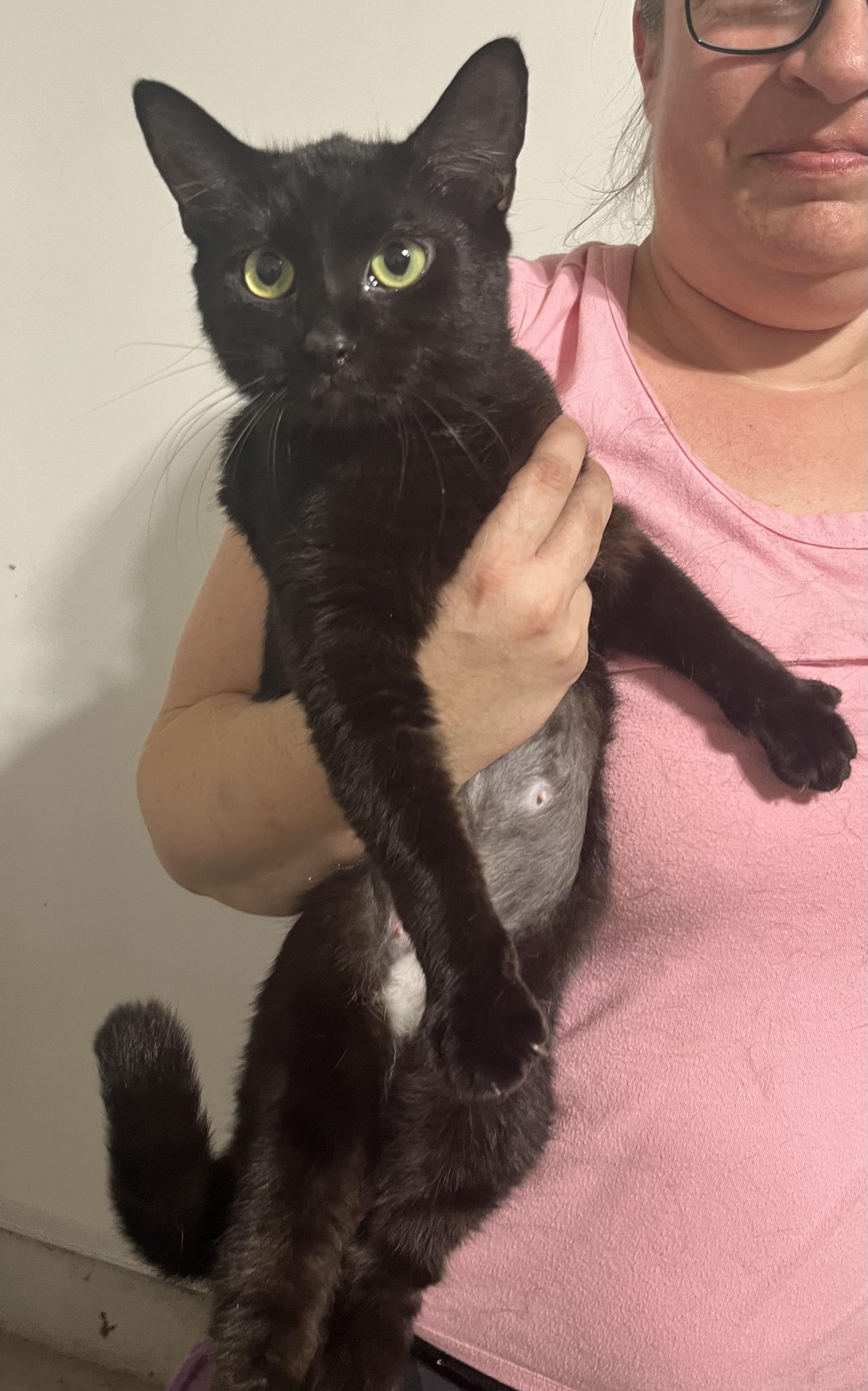 Chocolate Girl , ADOPTABLE, Kitten Female Domestic Short Hair.