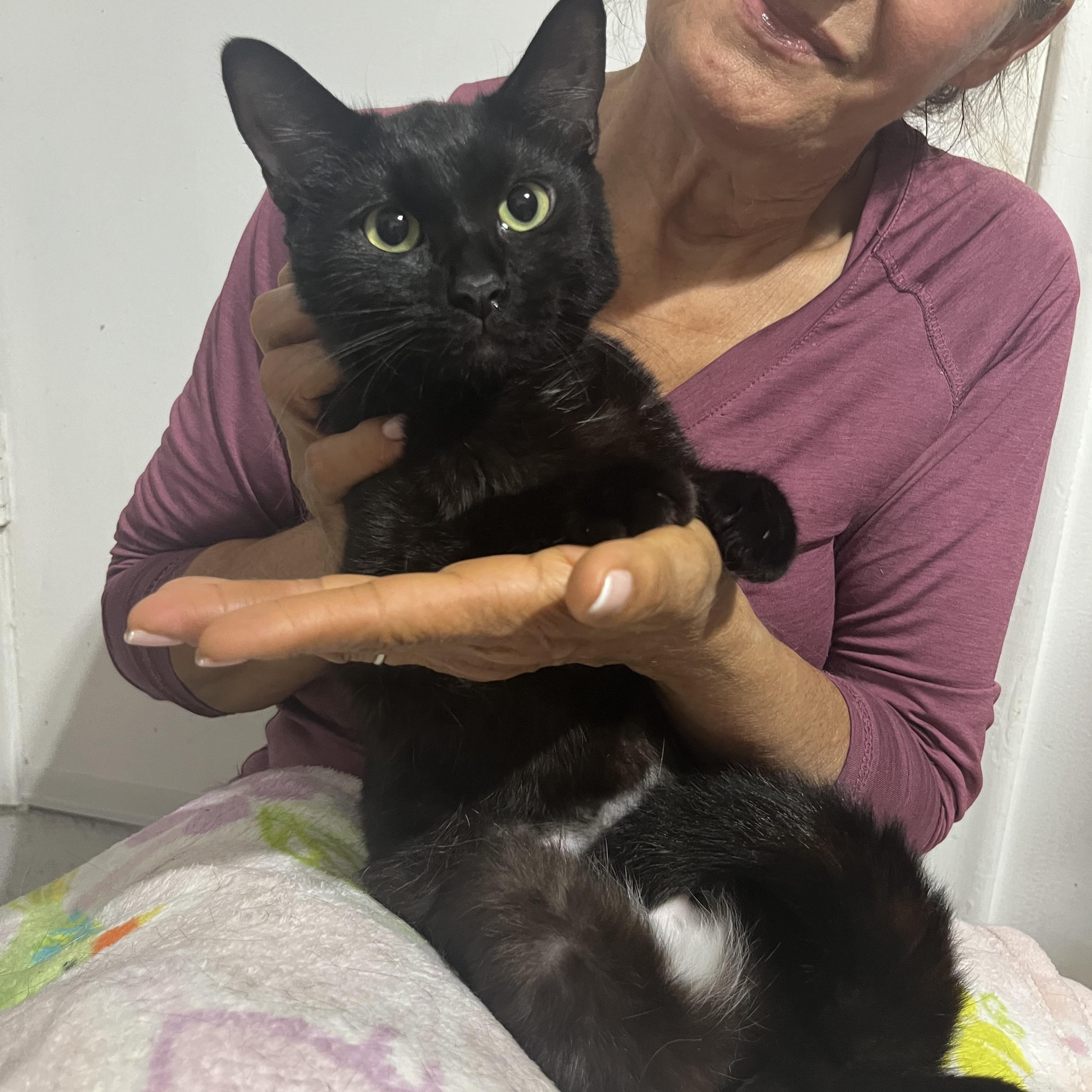 Chocolate Girl , ADOPTABLE, Young Female Domestic Short Hair.