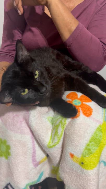 Enlarge Chocolate Girl , a ADOPTABLE Domestic Short Hair in Parkland, FL video 3/3