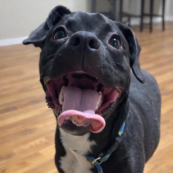 Enlarge Juno, a Adoptable mixed breed in Kim, CO image 1/2