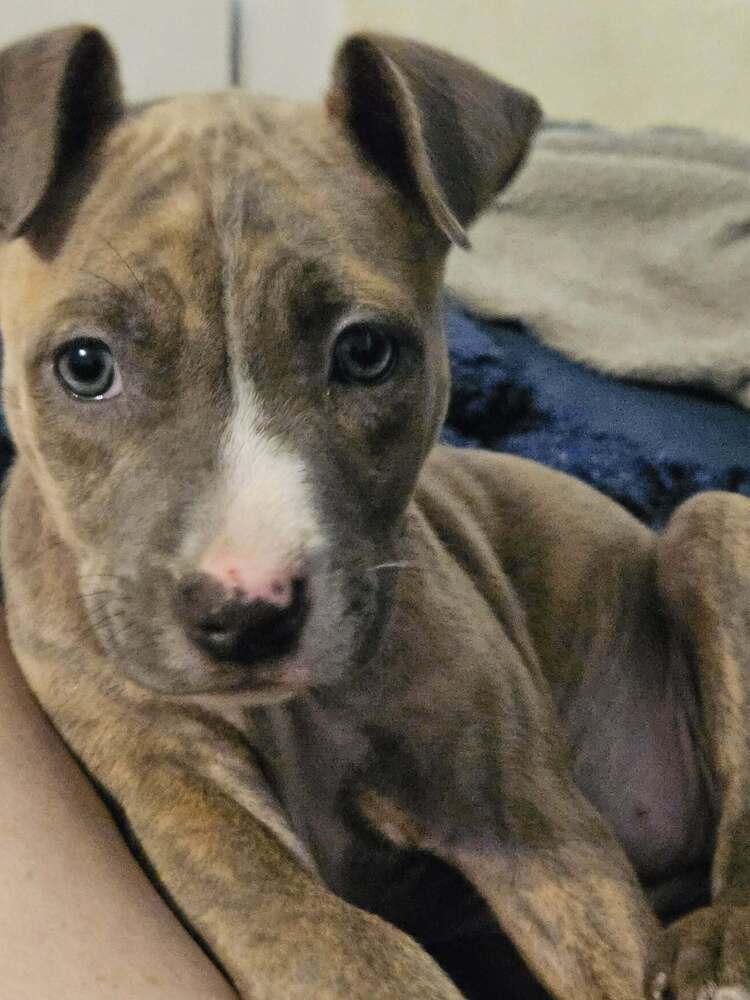 Enlarge Athena, a Adoptable mixed breed in Orlando, FL image 1/4