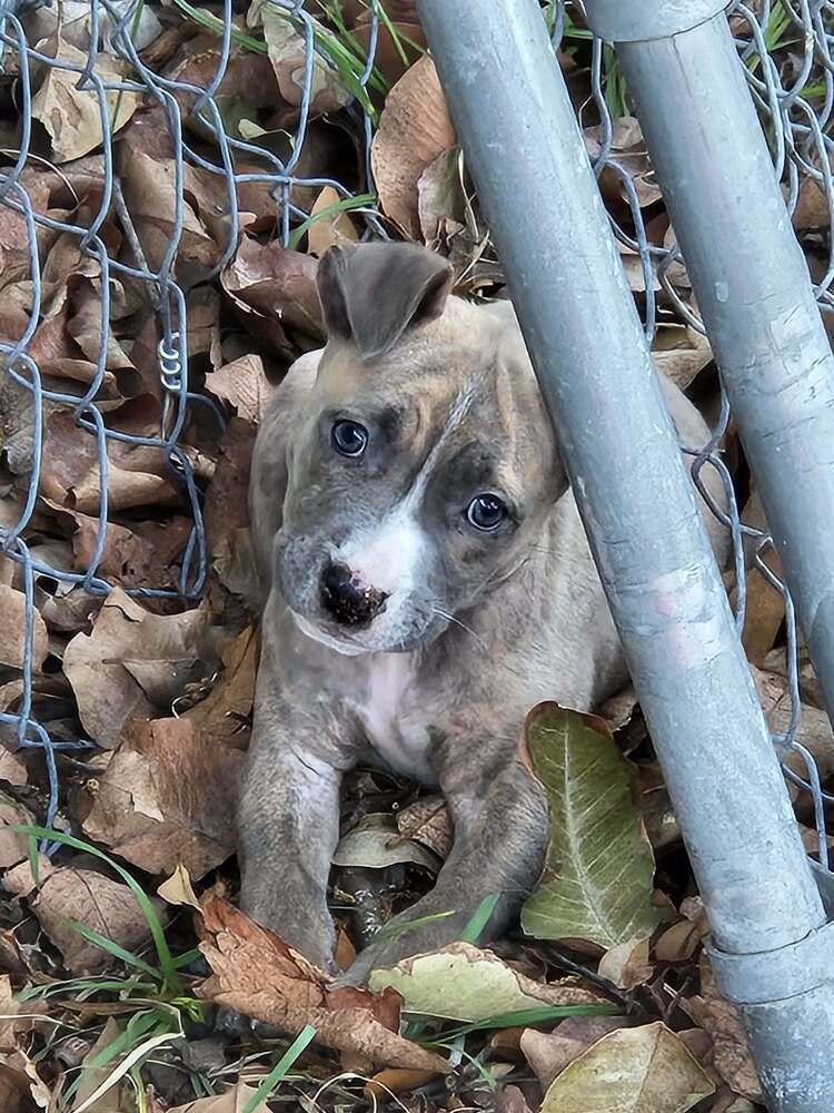 Enlarge Athena, a Adoptable mixed breed in Orlando, FL image 2/4