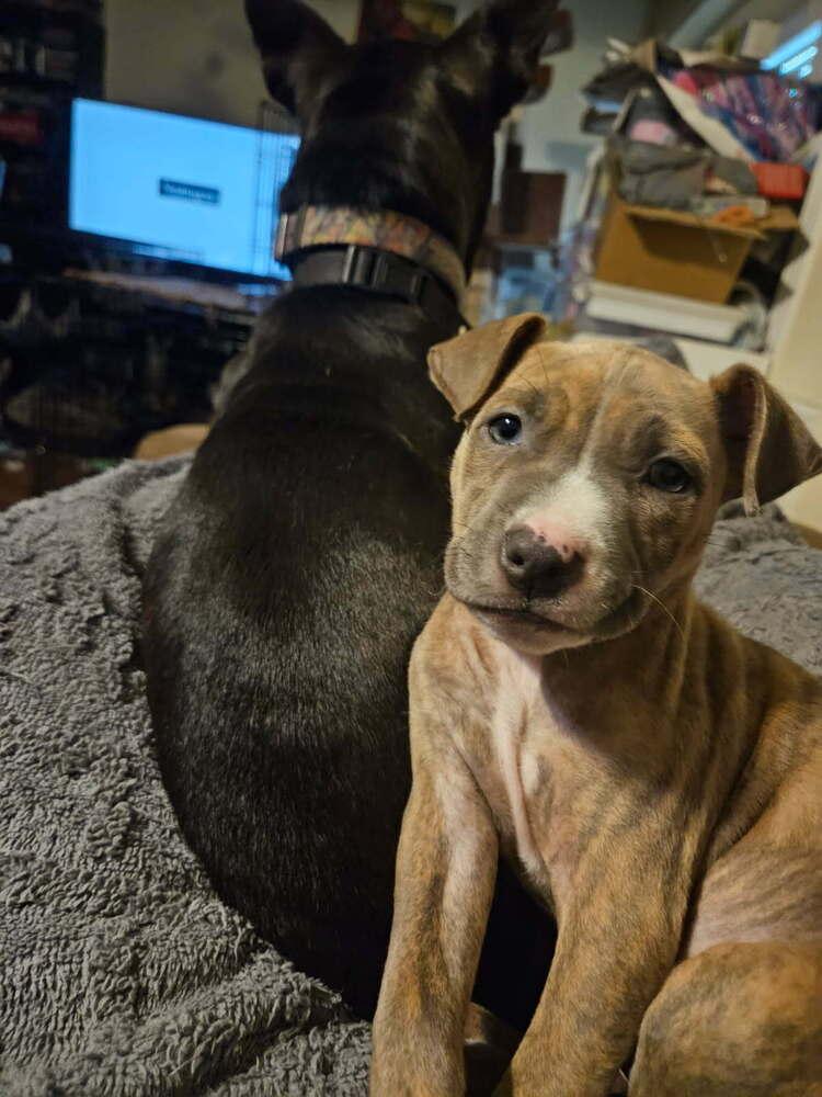 Enlarge Athena, a Adoptable mixed breed in Orlando, FL image 3/4