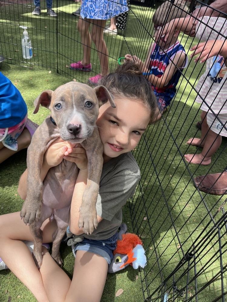 Enlarge Athena, a Adoptable mixed breed in Orlando, FL image 4/4