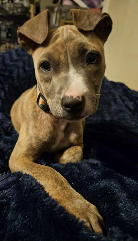 Athena, a Adoptable mixed breed in Orlando, FL image 5/6