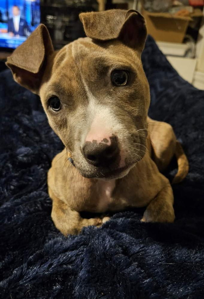 Athena, a Adoptable mixed breed in Orlando, FL image 6/6