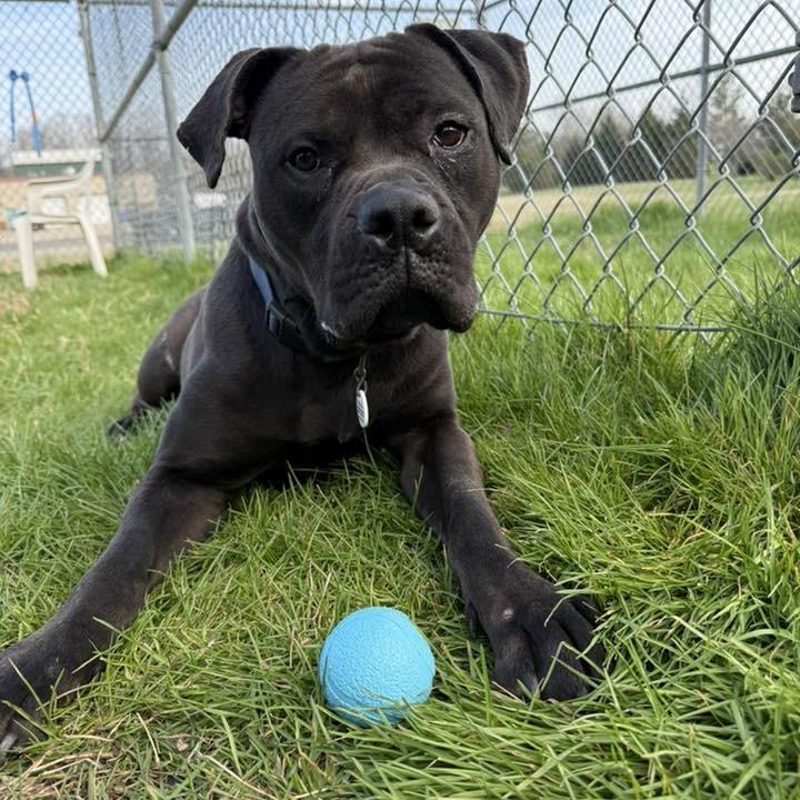 Lunnah, a Adoptable mixed breed in manchester, PA image 1/2