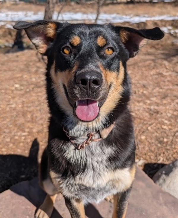 Chuppa, Adoptable, Adult Female Shepherd.