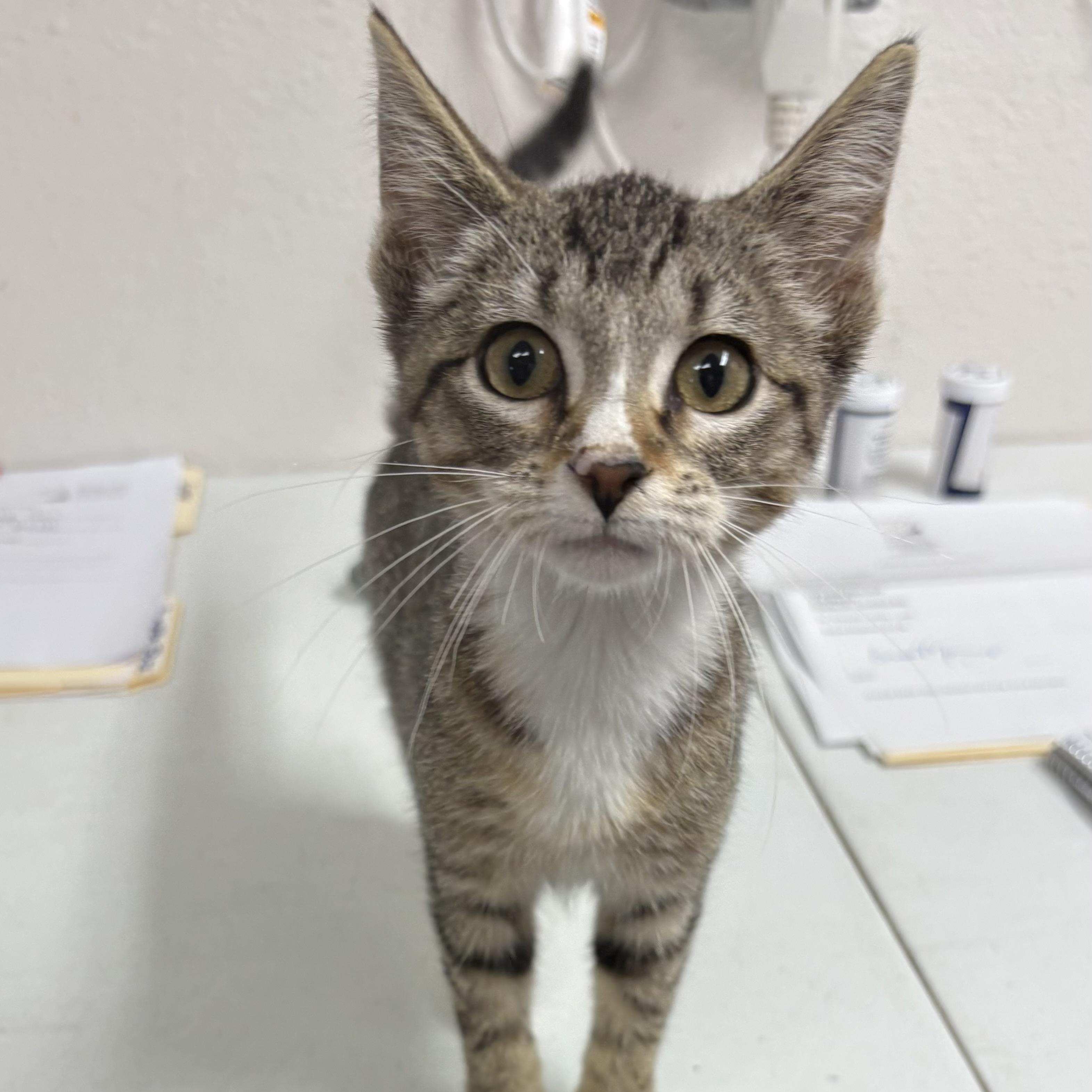Enlarge Tarot, a Adoptable mixed breed in Charles City, IA image 5/5