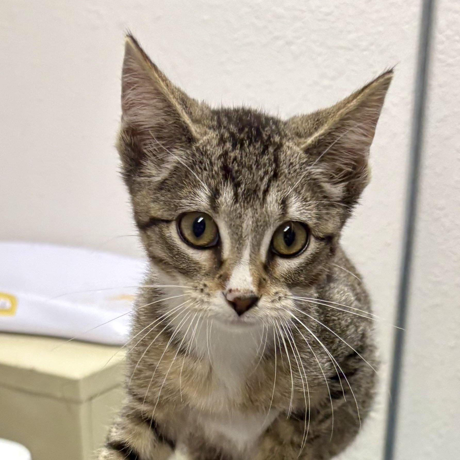 Enlarge Tarot, a Adoptable mixed breed in Charles City, IA image 2/5