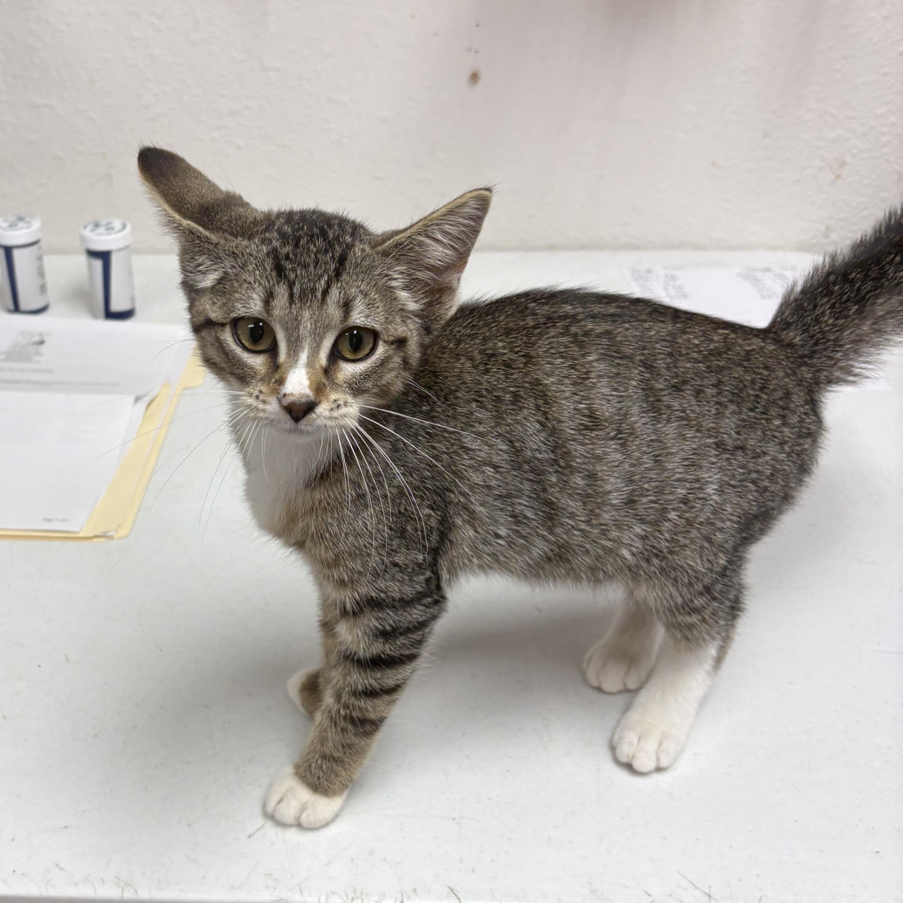 Enlarge Tarot, a Adoptable mixed breed in Charles City, IA image 3/5