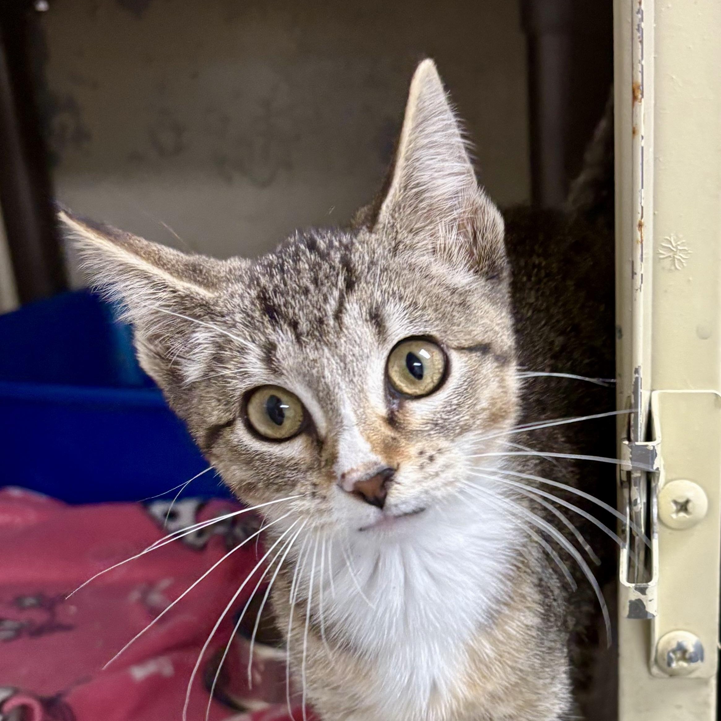 Enlarge Tarot, a Adoptable mixed breed in Charles City, IA image 1/5