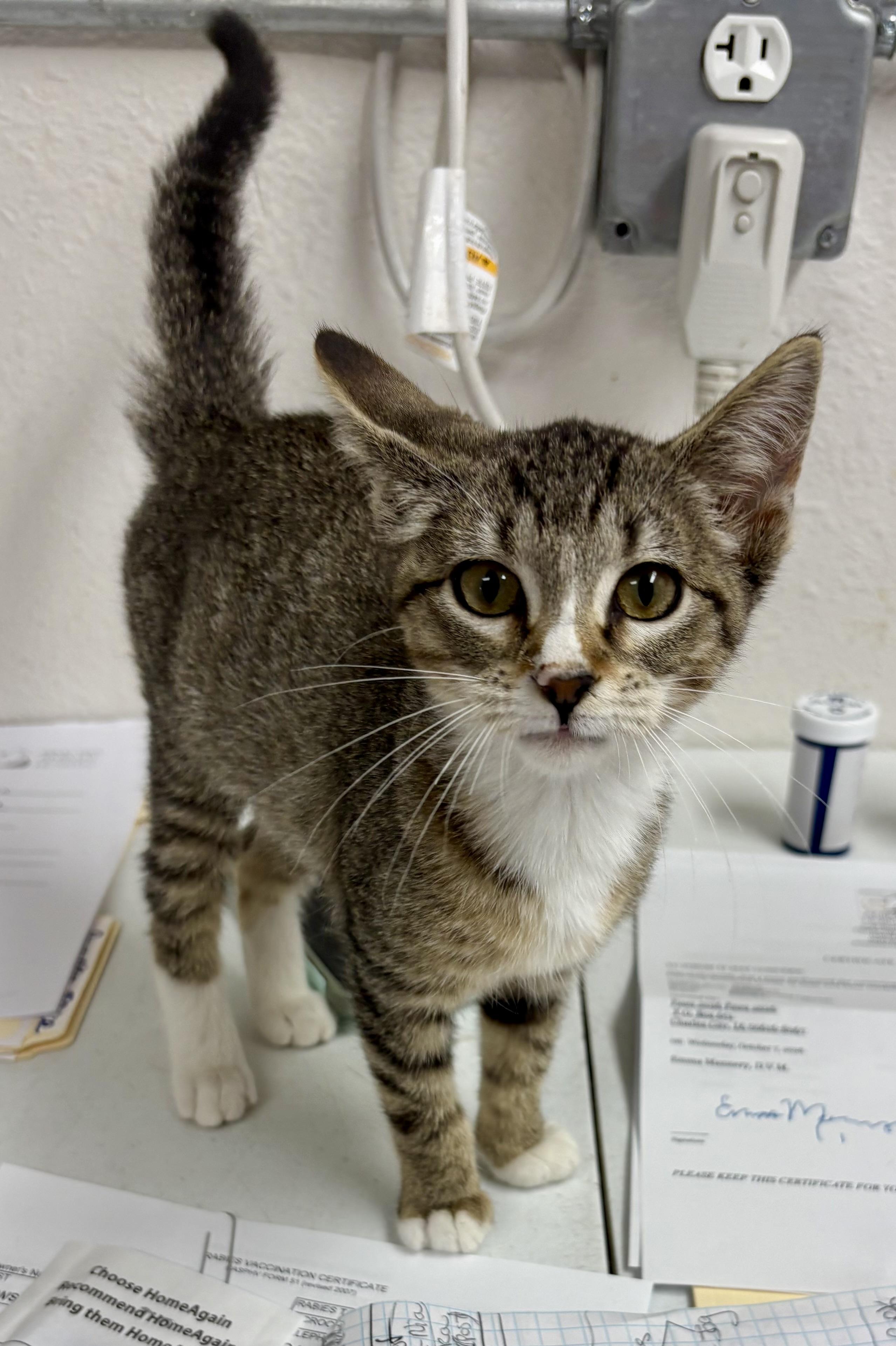 Enlarge Tarot, a Adoptable mixed breed in Charles City, IA image 4/5
