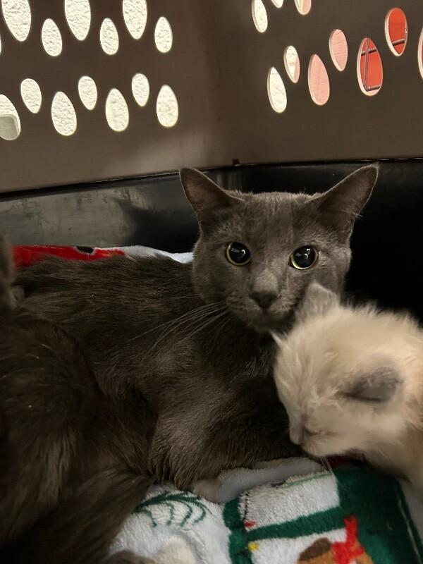 Enlarge Kickturn, a Adoptable Siamese in Fruit Heights, UT image 1/1