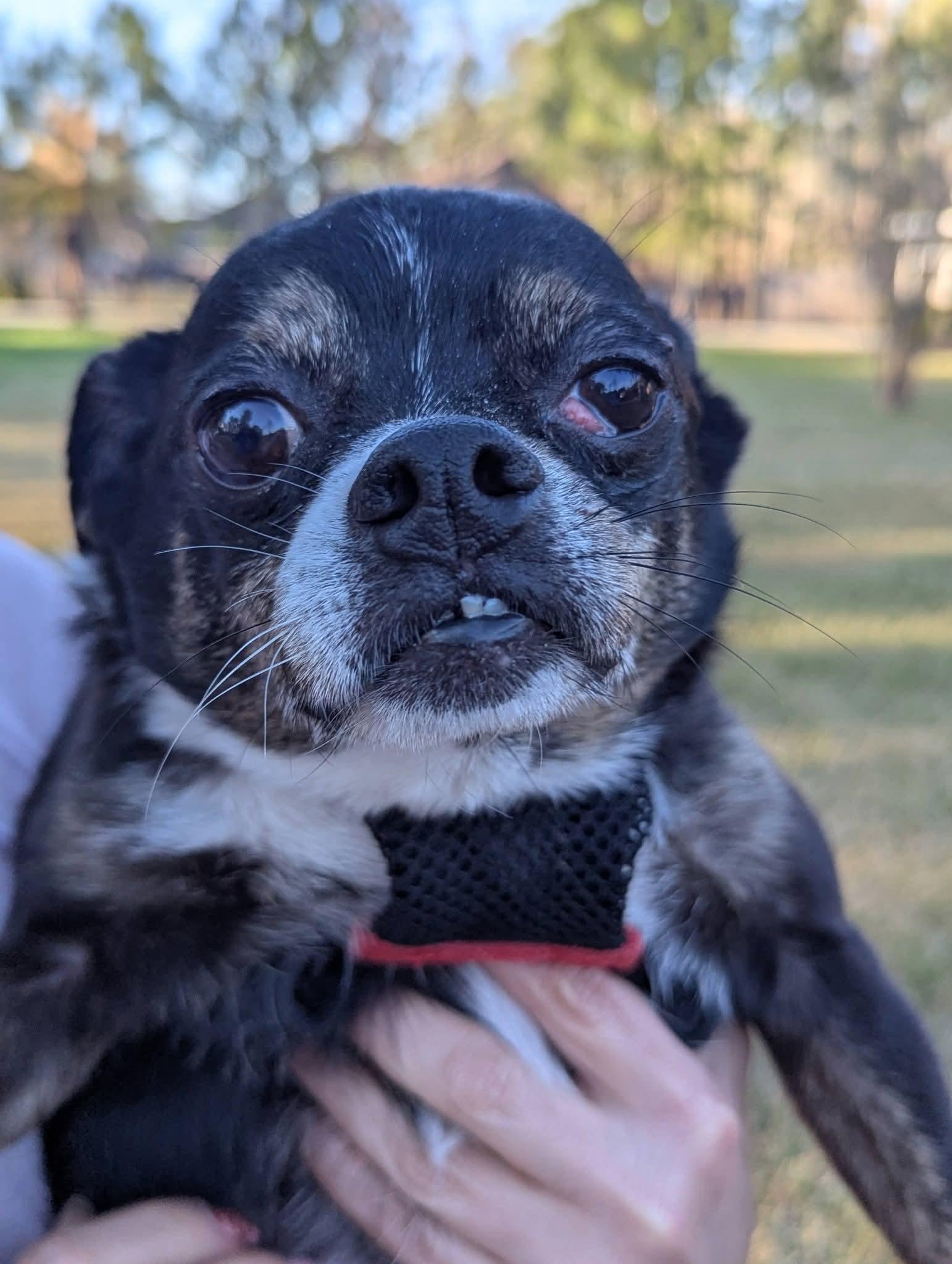 Enlarge Nugget , a ADOPTABLE mixed breed in Spring, TX image 3/5