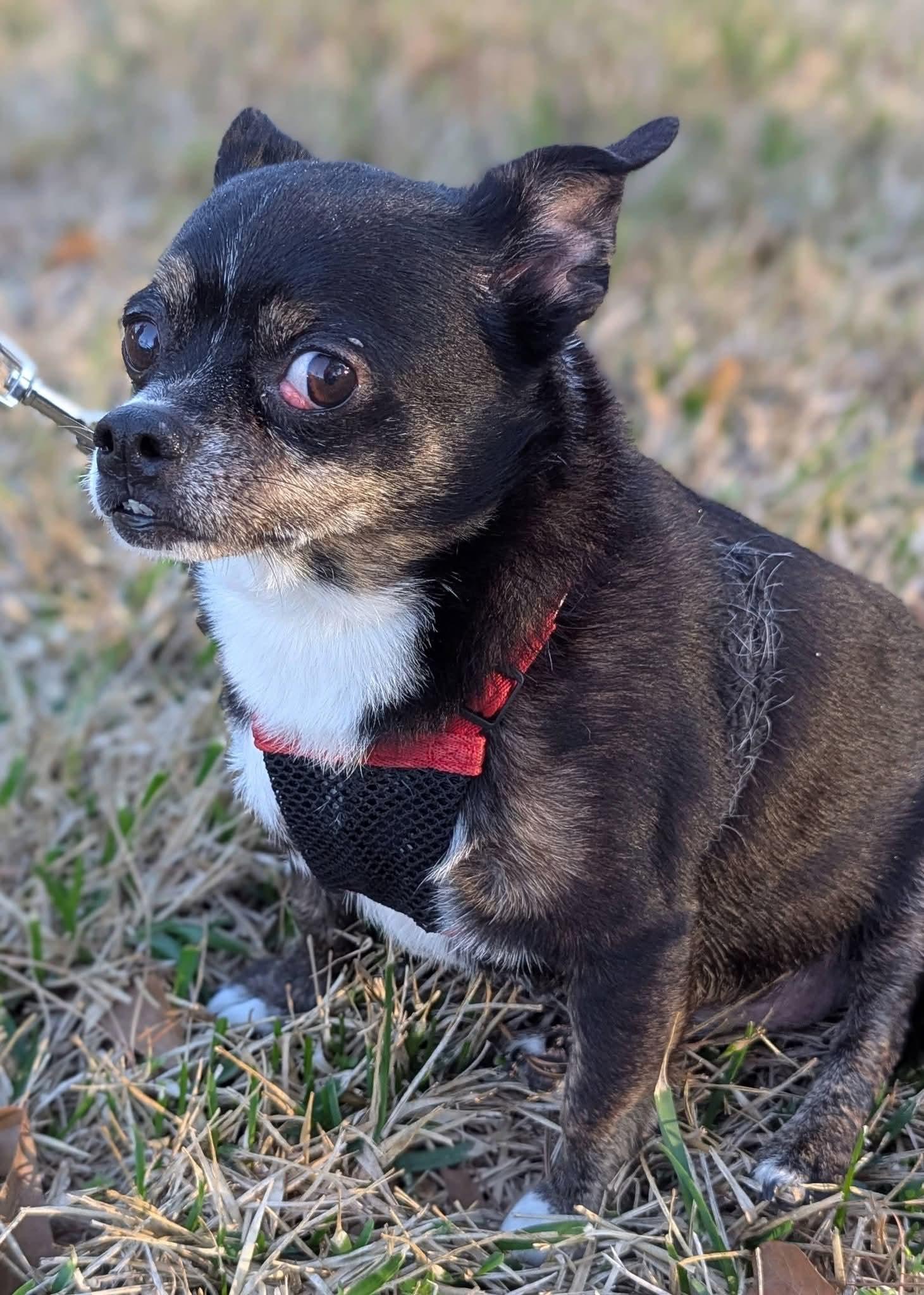 Enlarge Nugget , a ADOPTABLE mixed breed in Spring, TX image 4/5