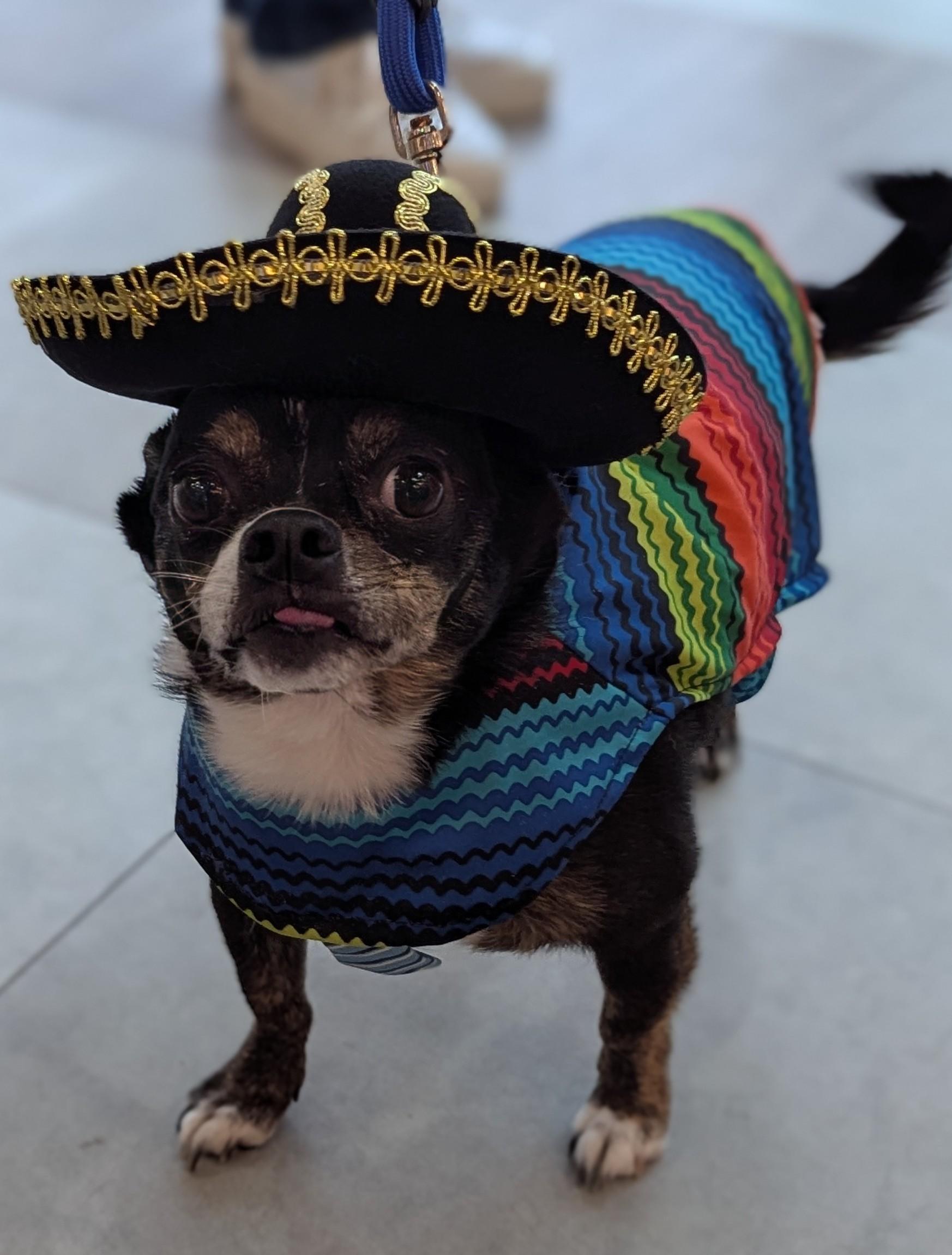 Nugget , a ADOPTABLE mixed breed in Spring, TX image 2/2