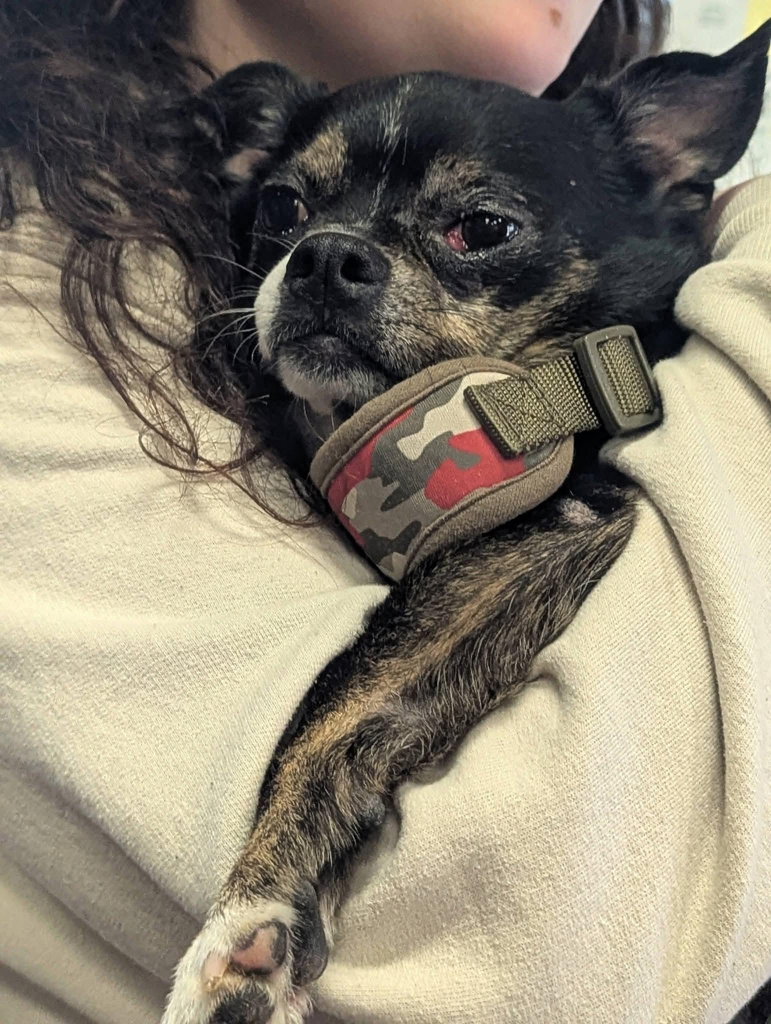 Enlarge Nugget , a ADOPTABLE mixed breed in Spring, TX image 5/5