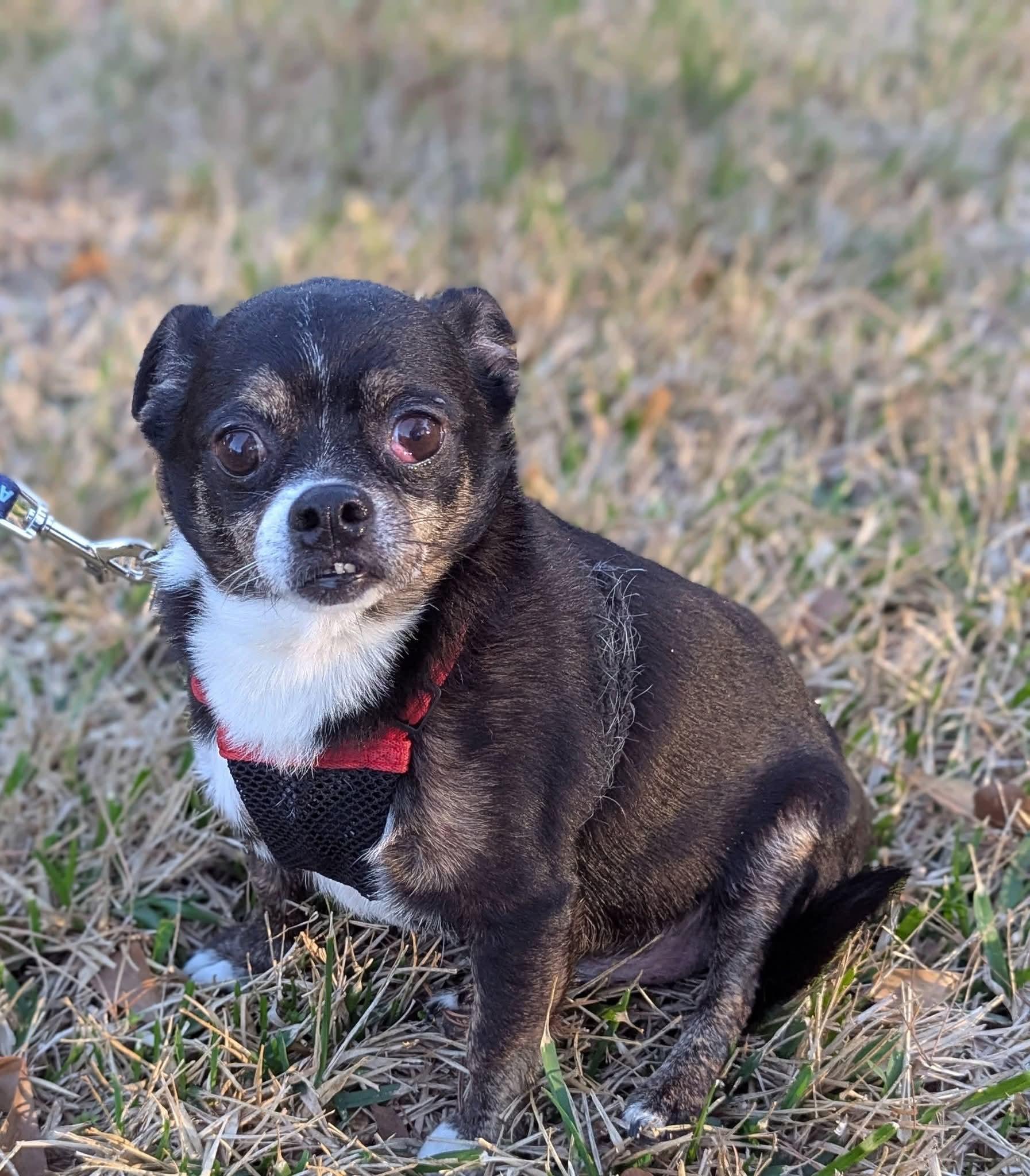 Nugget , ADOPTABLE, Adult Male Chihuahua & Pug.