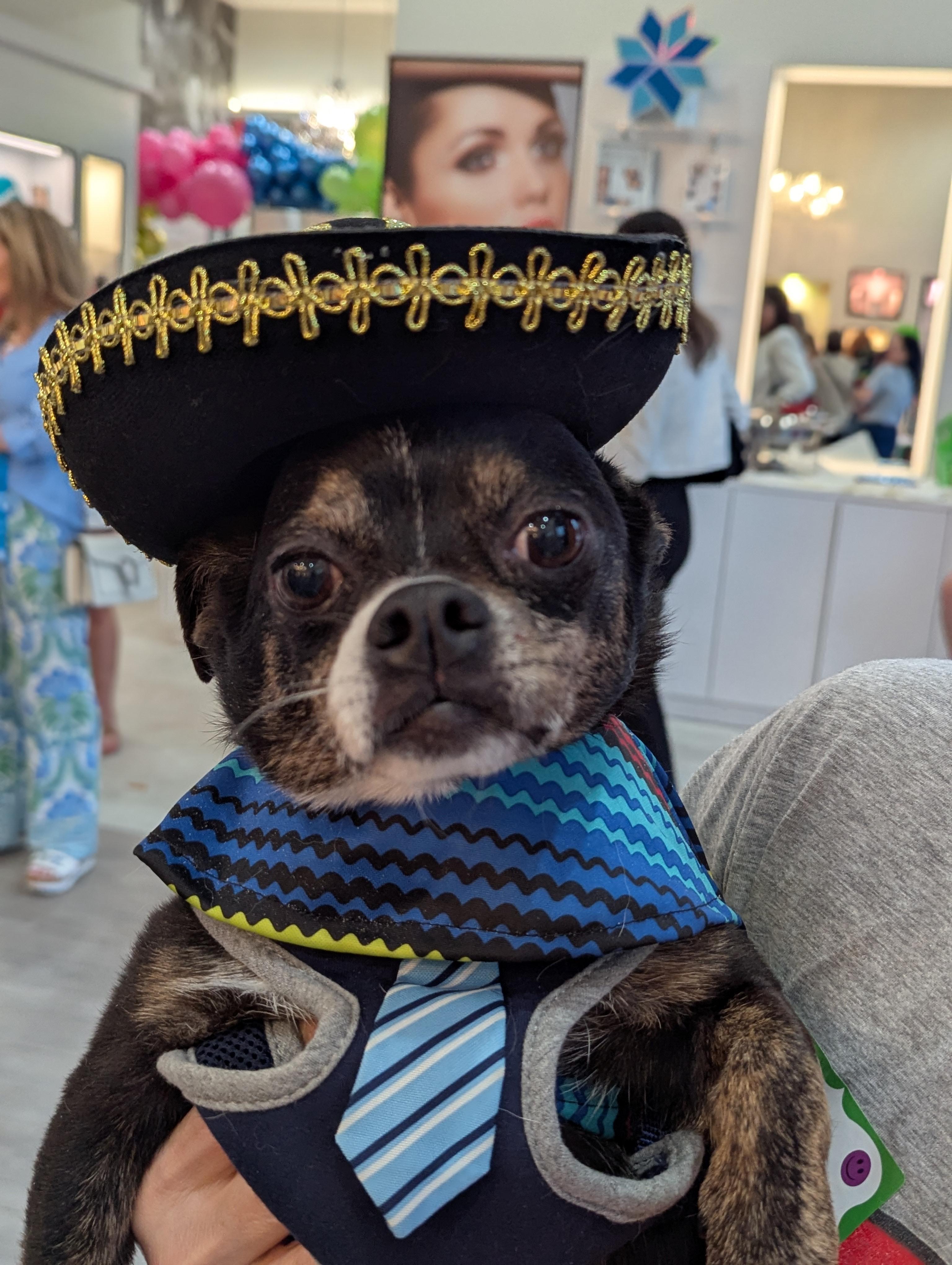 Nugget , ADOPTABLE, Adult Male Chihuahua & Pug.