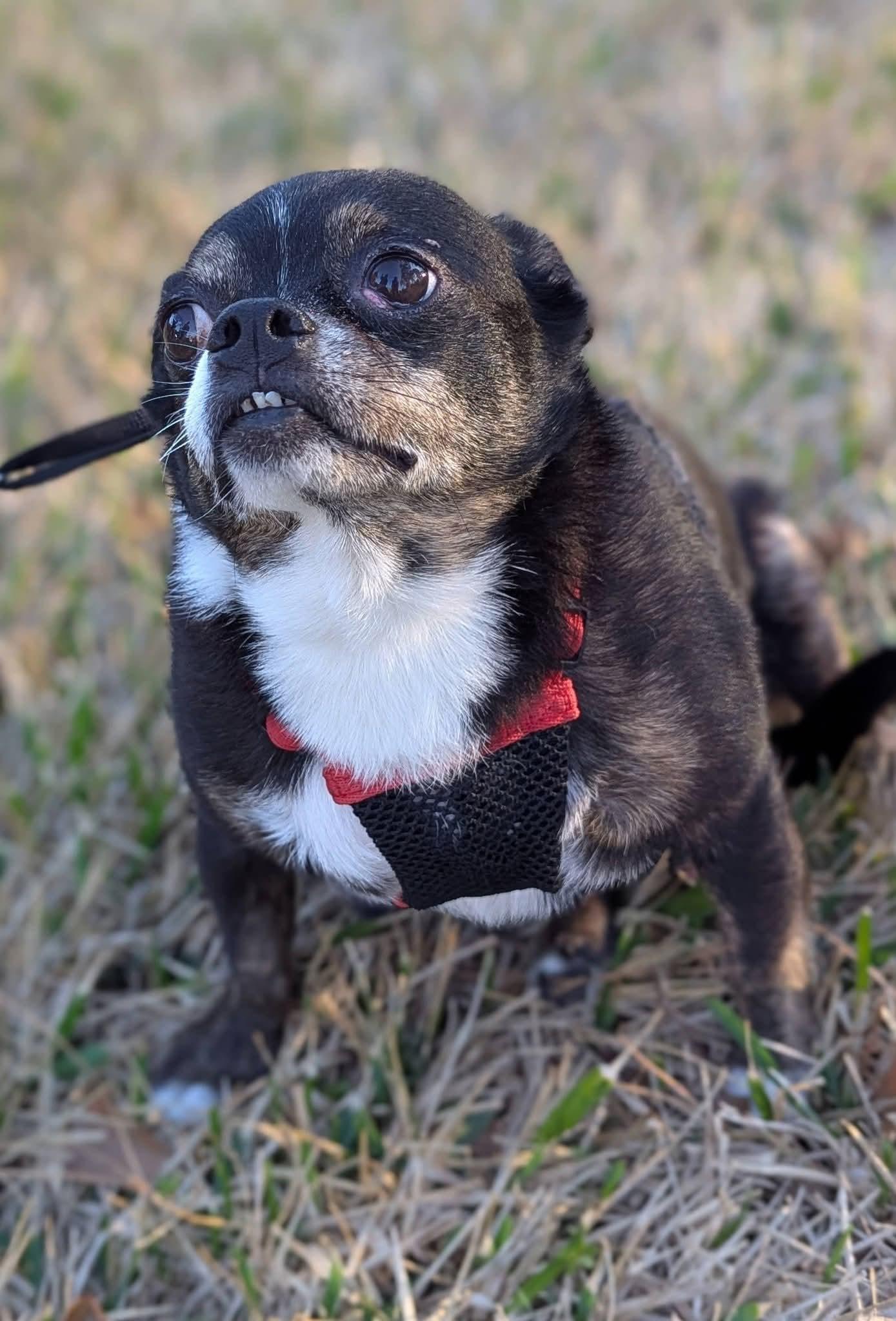 Enlarge Nugget , a ADOPTABLE mixed breed in Spring, TX image 2/5