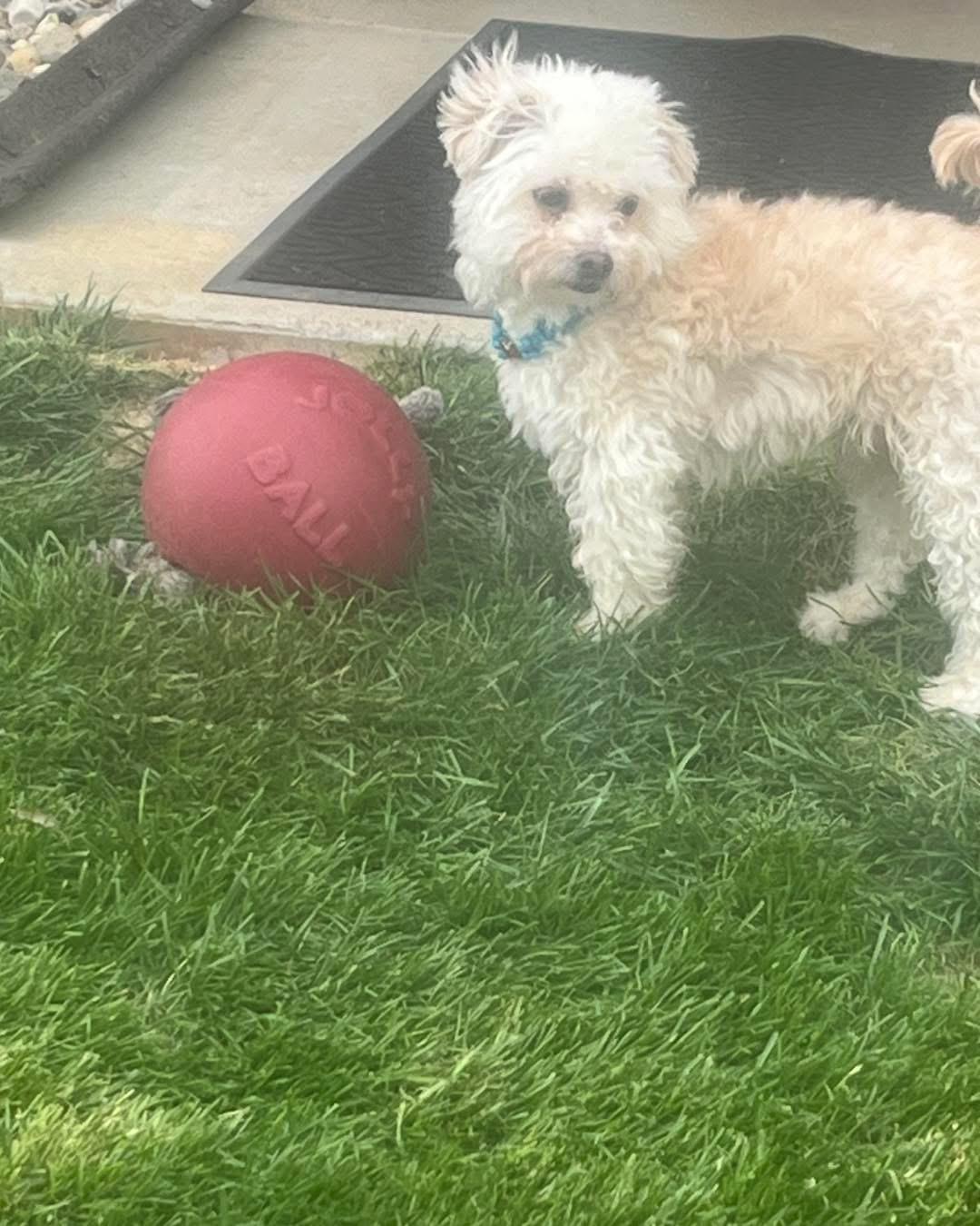 Yoshi, Adopted, Adult Male Maltese & Shih Tzu.