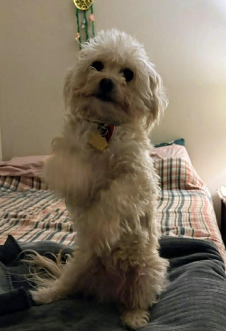 Enlarge Yoshi, a Adopted mixed breed in Richmond, KY image 4/6