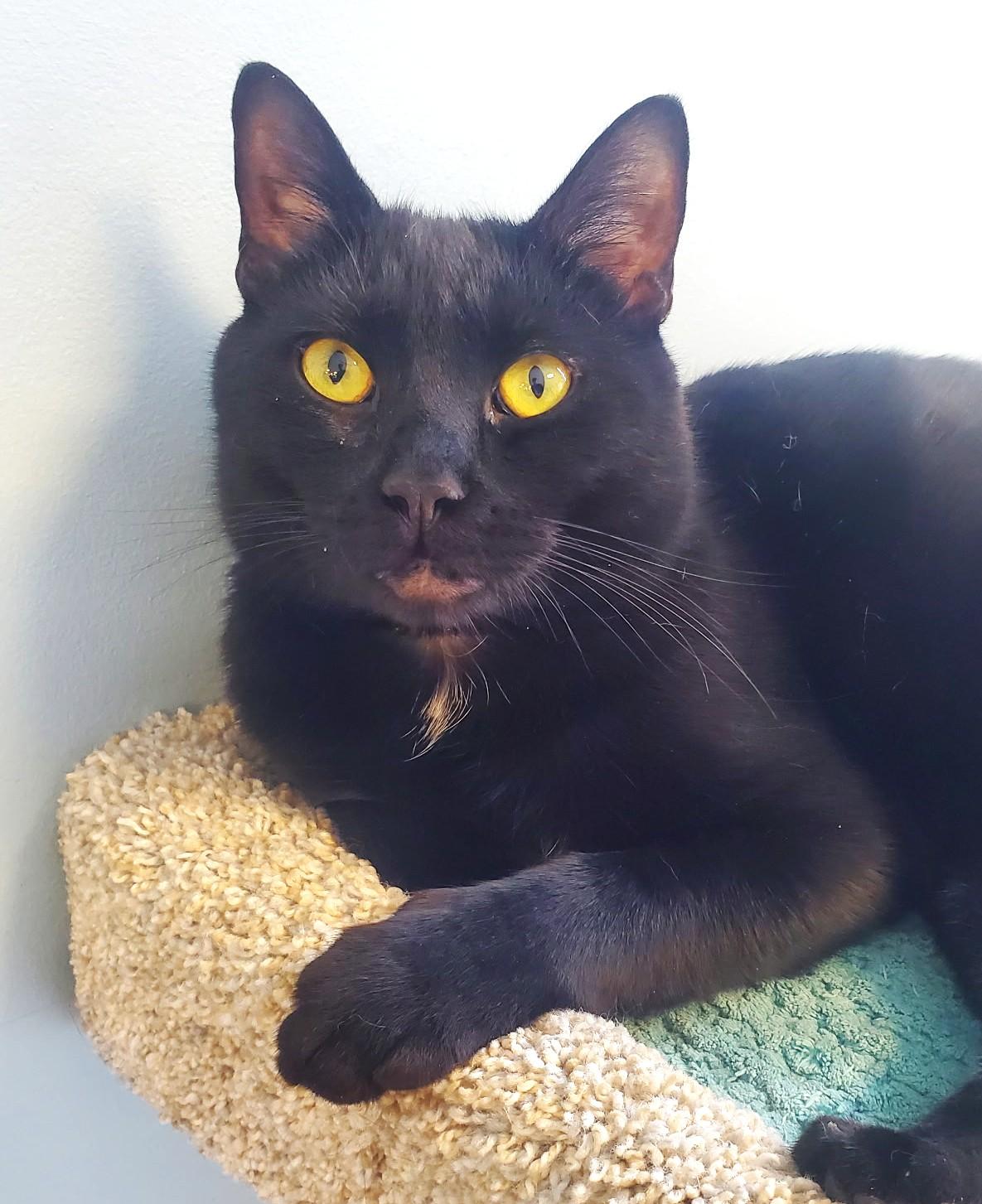 Mystic - part of bonded pair with Wander, Adoptable, Adult Male Domestic Short Hair.