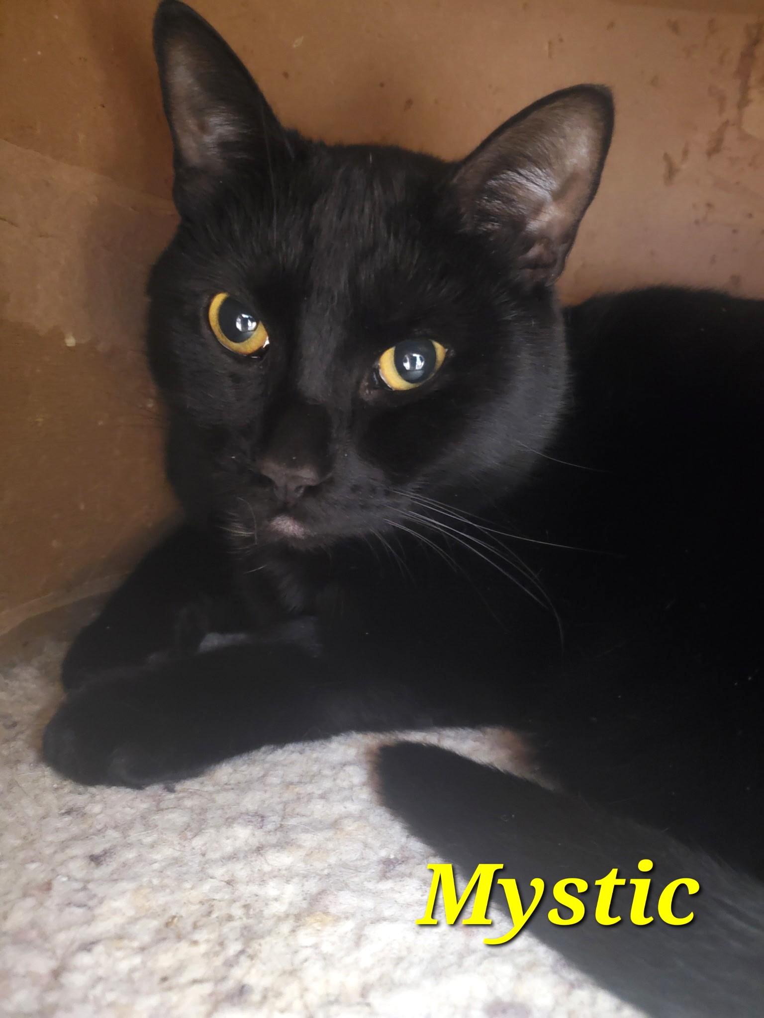 Mystic - part of bonded pair with Wander, Adoptable, Adult Male Domestic Short Hair.