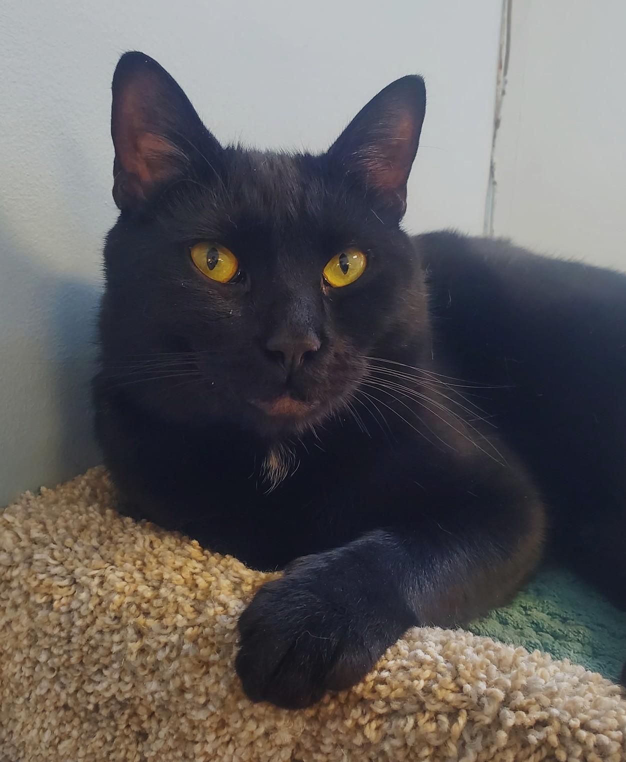 Enlarge Mystic, a Adoptable mixed breed in Spokane, WA image 1/3