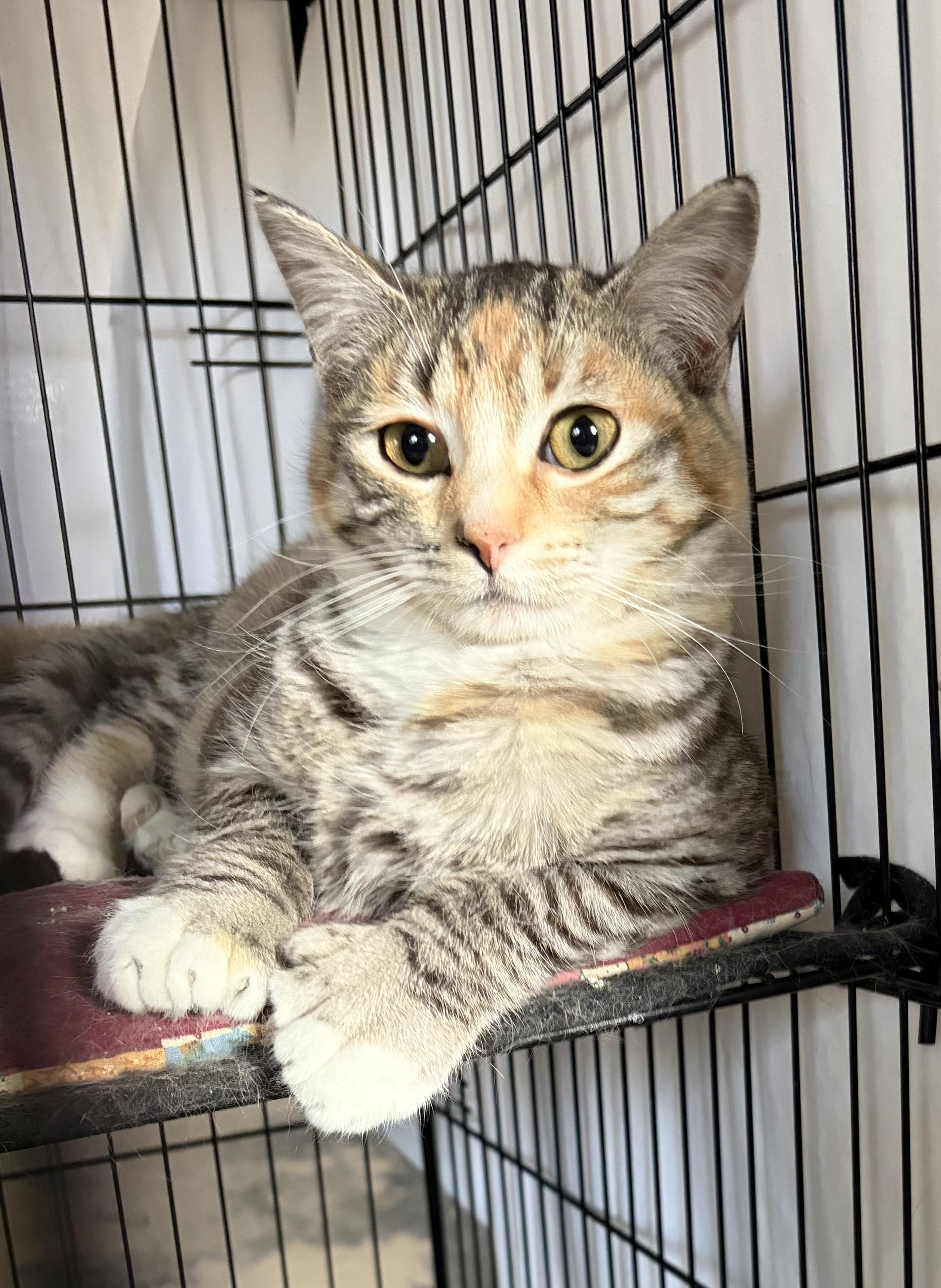 Natasha, Adoptable, Young Female Domestic Short Hair.