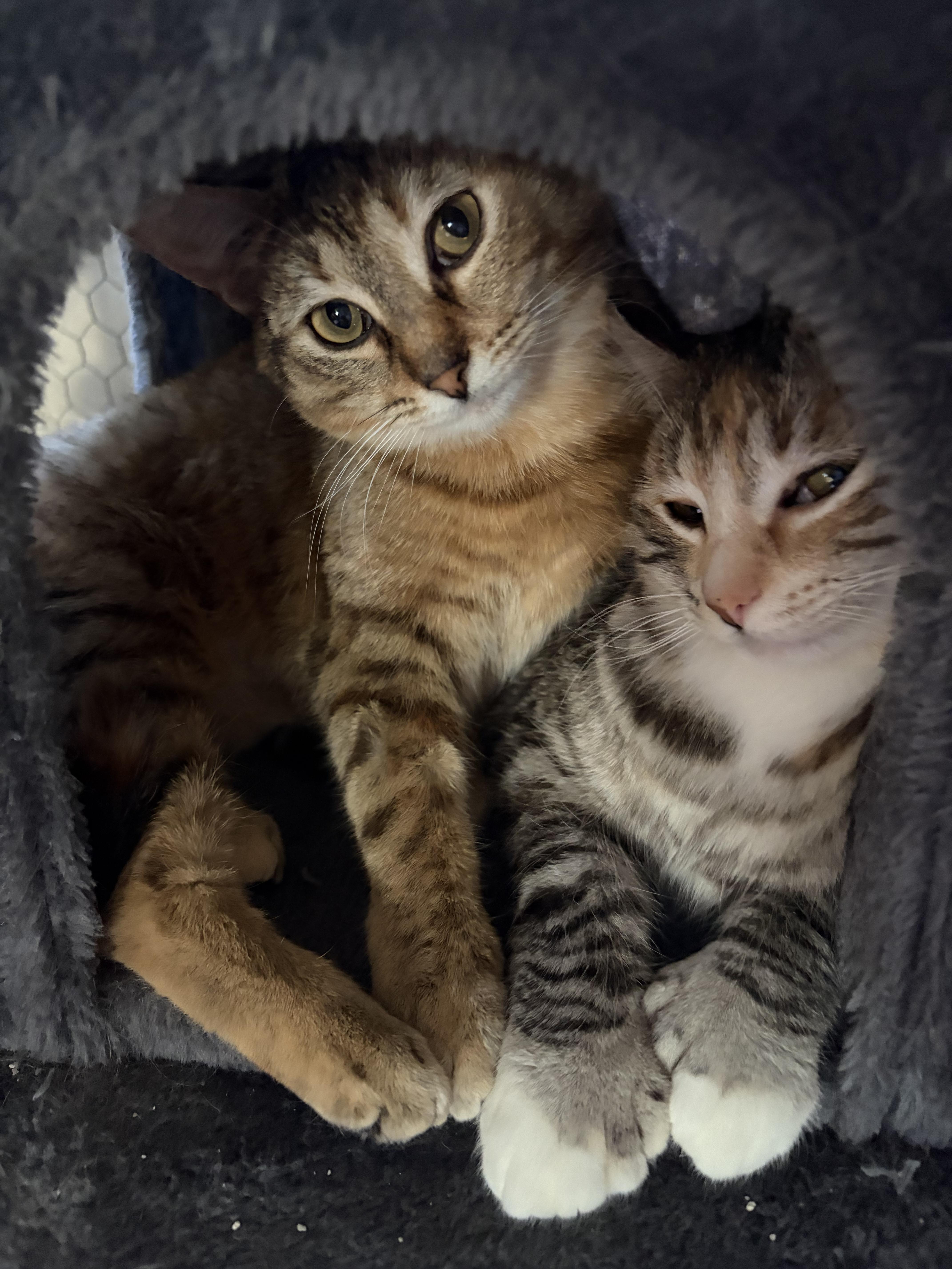 Natasha, a Adoptable mixed breed in Steinbach, MB image 2/6