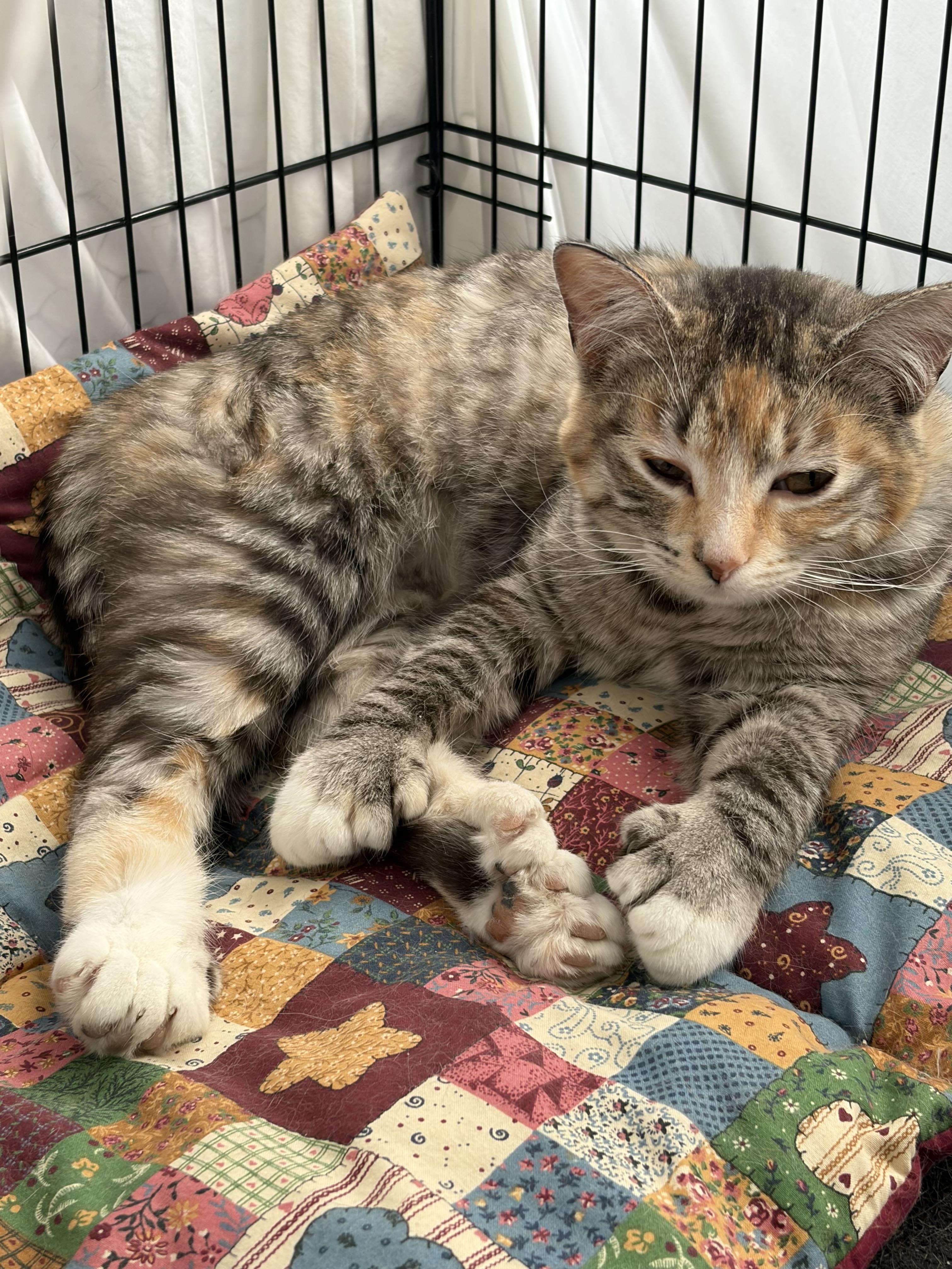 Natasha, a Adoptable mixed breed in Steinbach, MB image 3/6