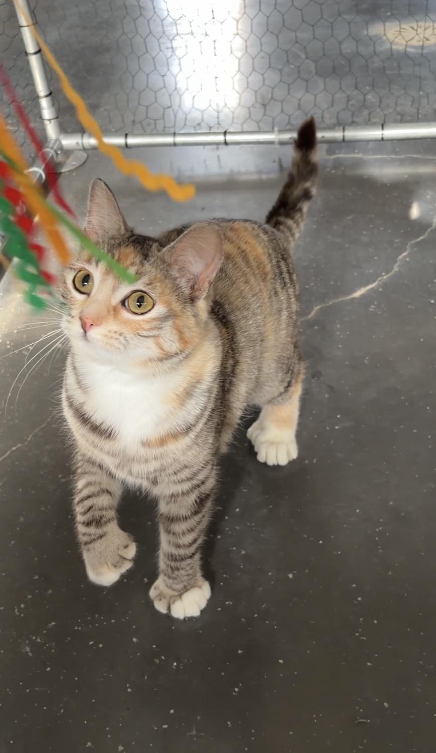 Natasha, a Adoptable mixed breed in Steinbach, MB image 4/6