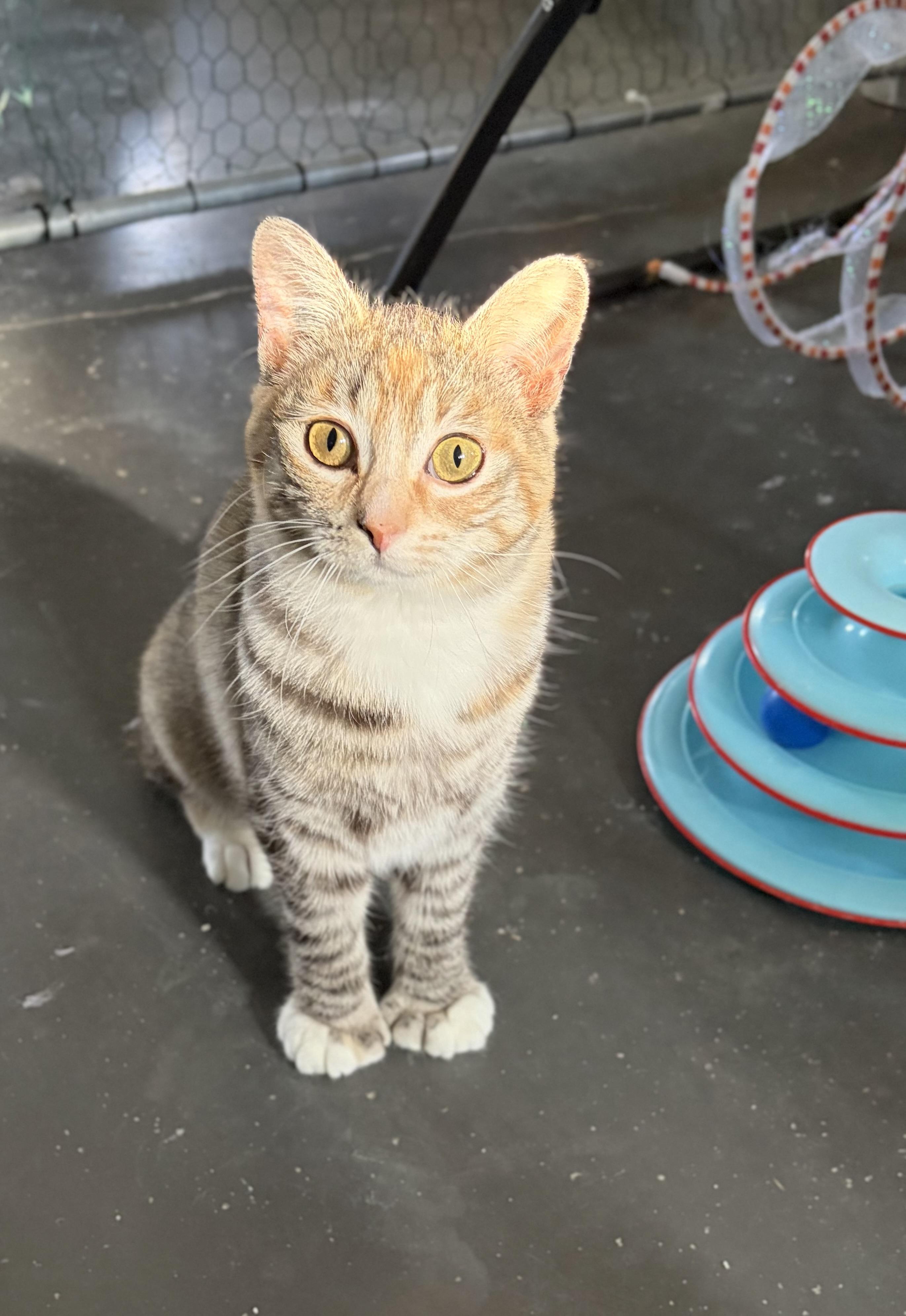 Natasha, a Adoptable mixed breed in Steinbach, MB image 5/6