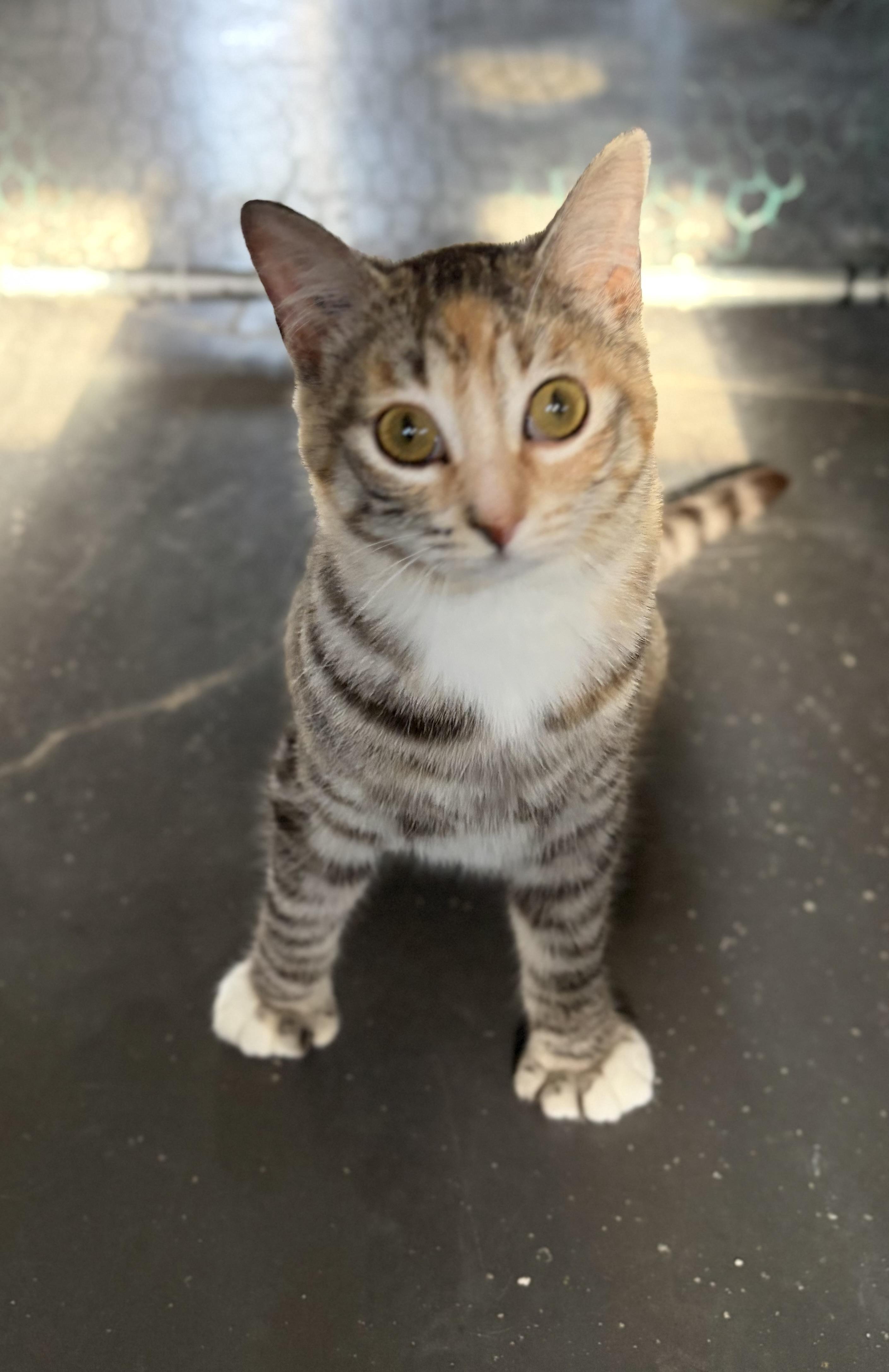 Natasha, a Adoptable mixed breed in Steinbach, MB image 6/6
