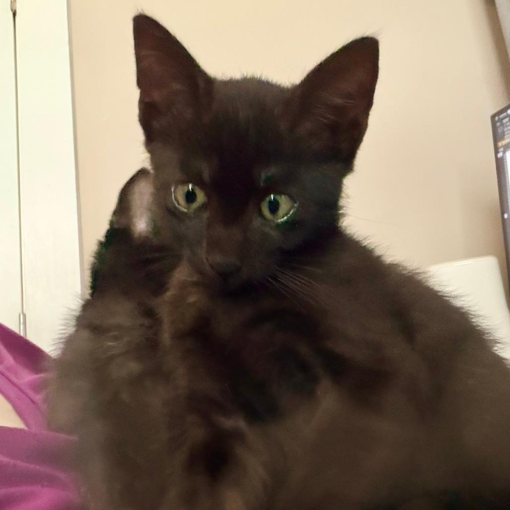 Truffle, a Adoptable Domestic Short Hair in Jupiter, FL image 1/6