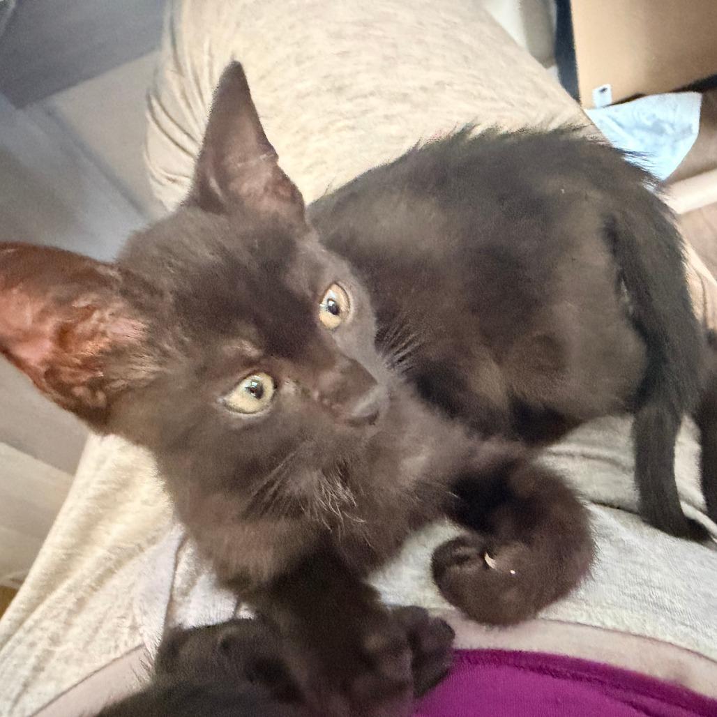 Truffle, a Adoptable Domestic Short Hair in Jupiter, FL image 2/6