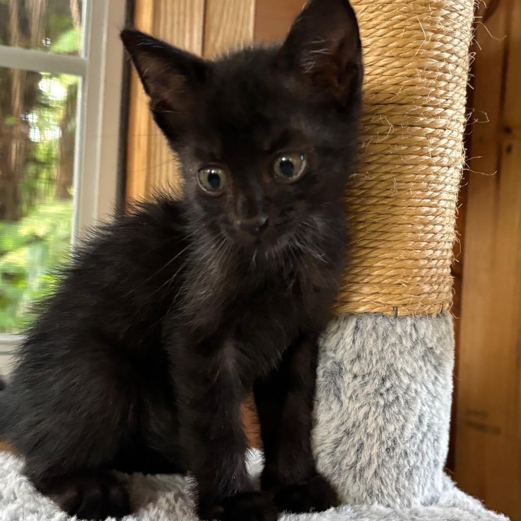Truffle, a Adoptable Domestic Short Hair in Jupiter, FL image 3/6