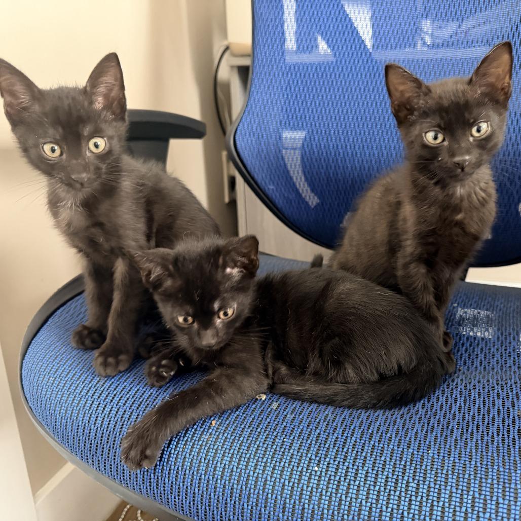 Truffle, a Adoptable Domestic Short Hair in Jupiter, FL image 4/6