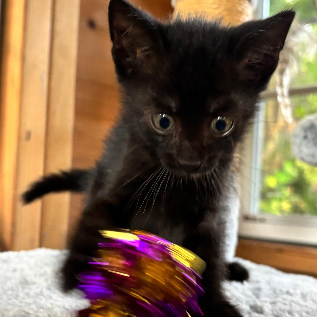 Truffle, a Adoptable Domestic Short Hair in Jupiter, FL image 5/6