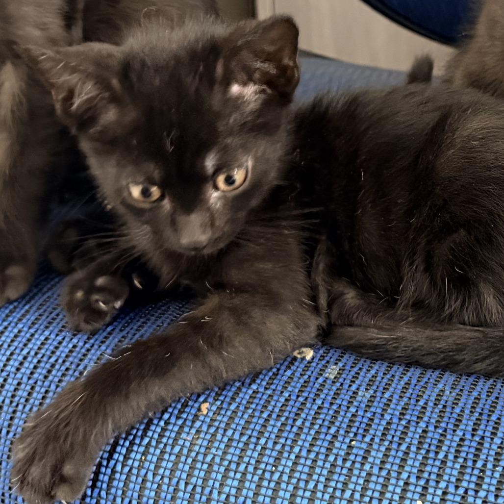 Truffle, a Adoptable Domestic Short Hair in Jupiter, FL image 6/6